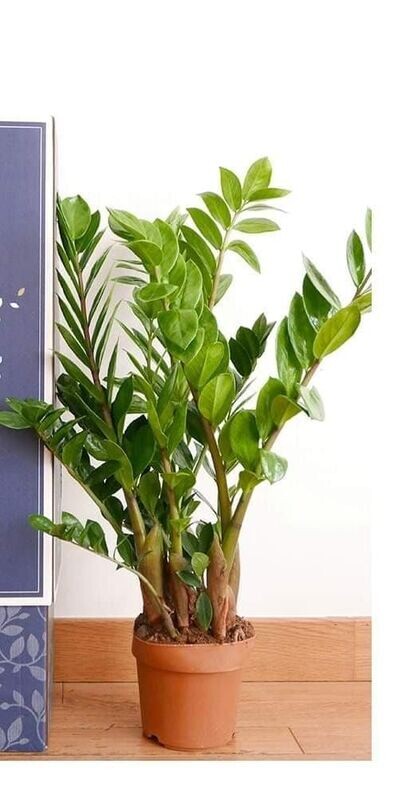zamia