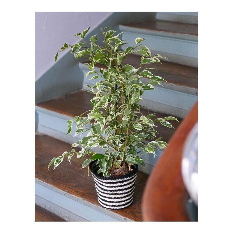 ficus piccolo