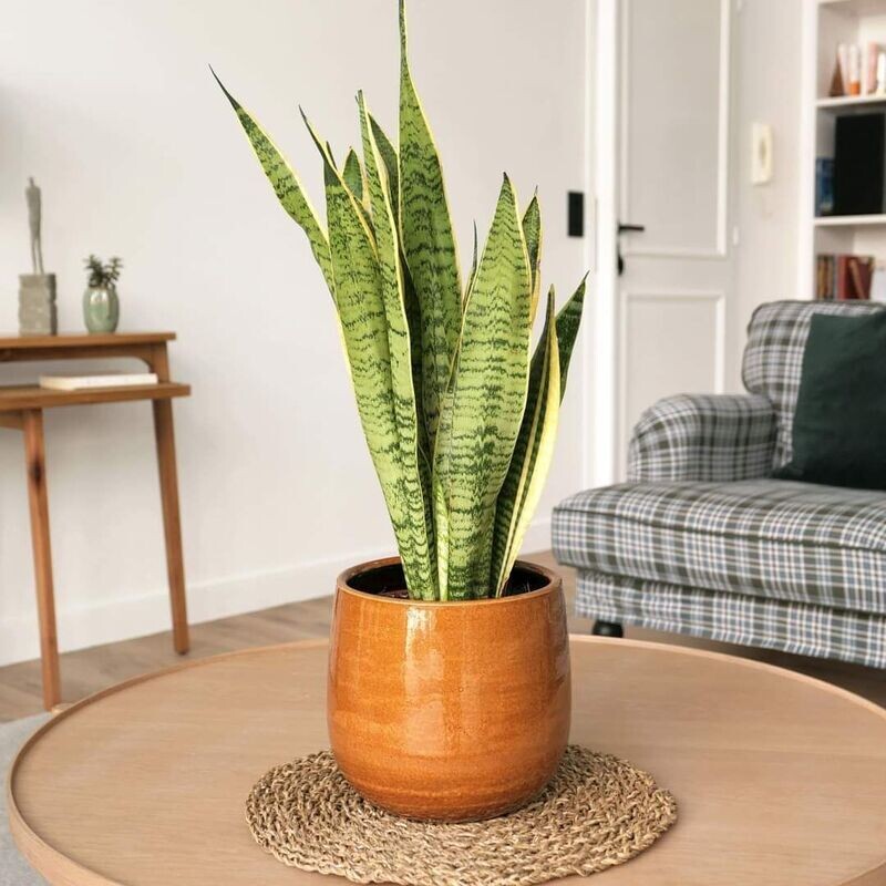 sanseveria elegant