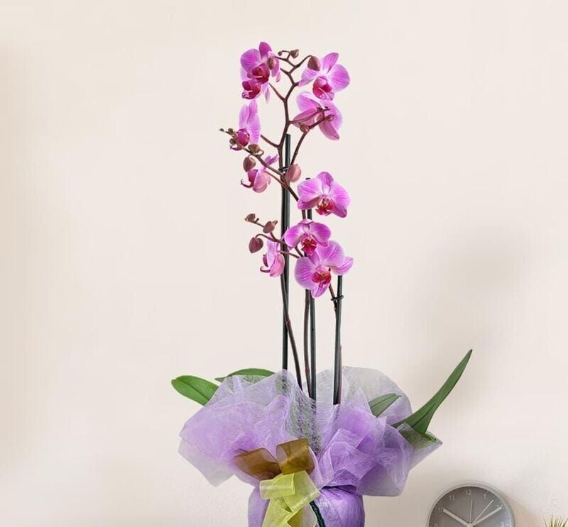 orchidea 2