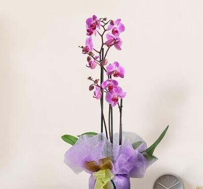 orchidea 2