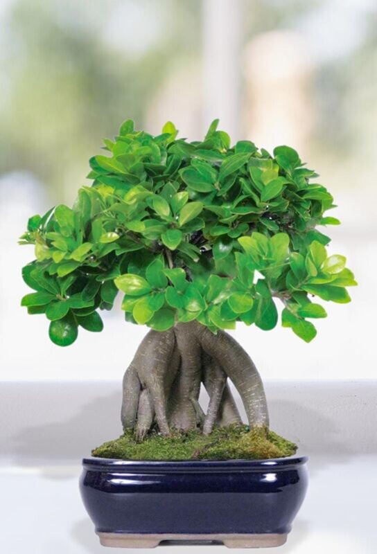 bonsai