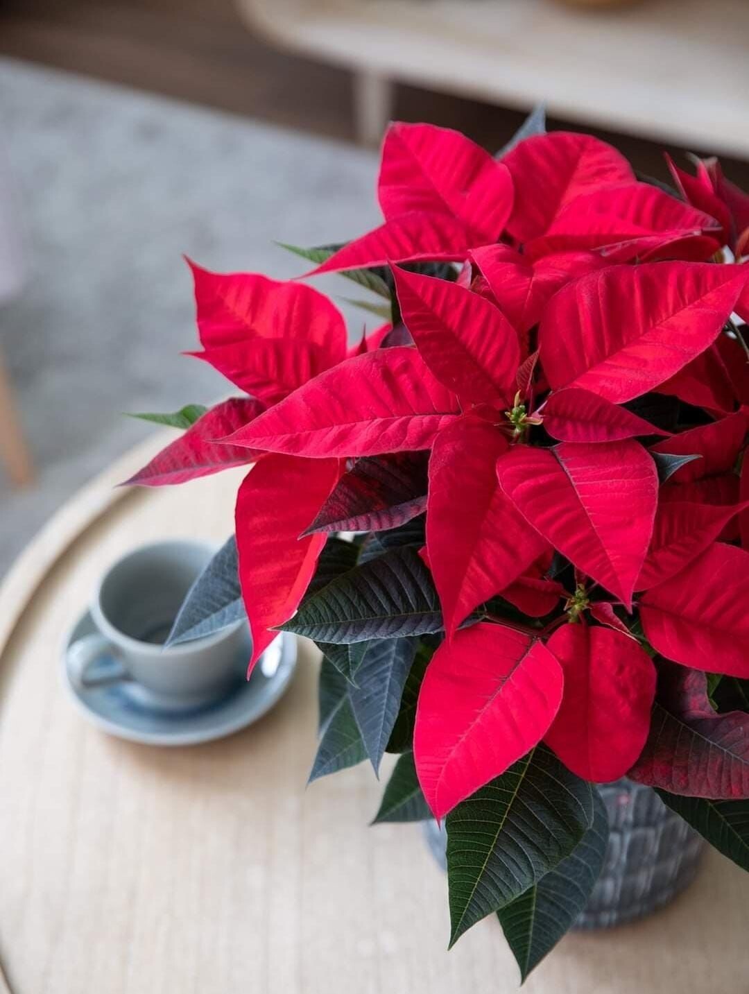 stella di natale stella di natale