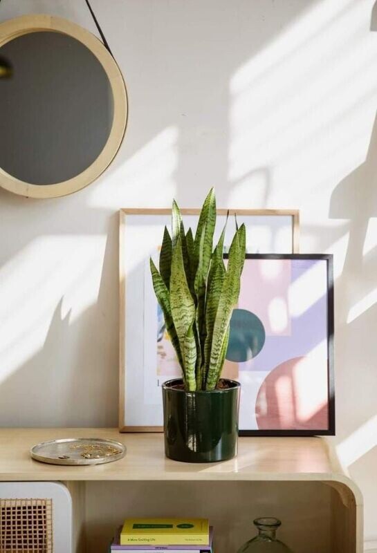 sanseveria da tavola