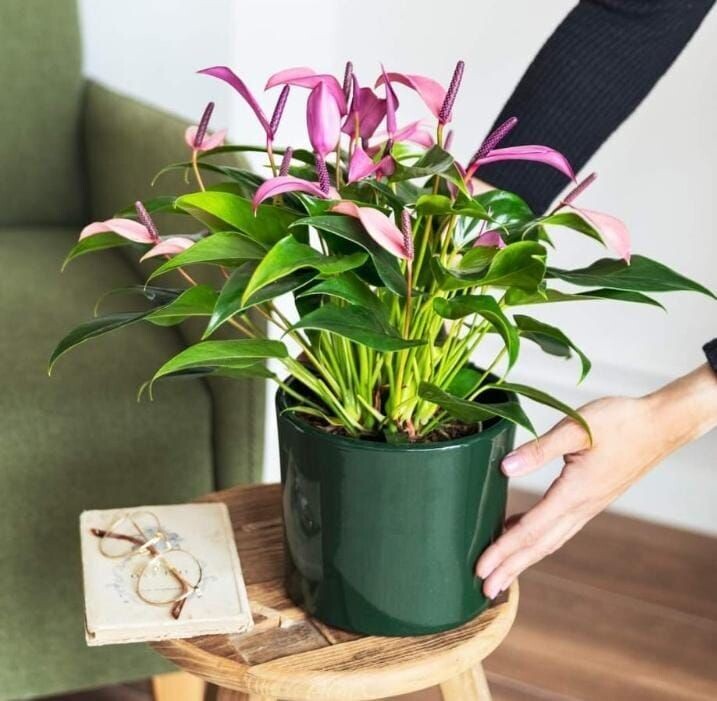 anthurium