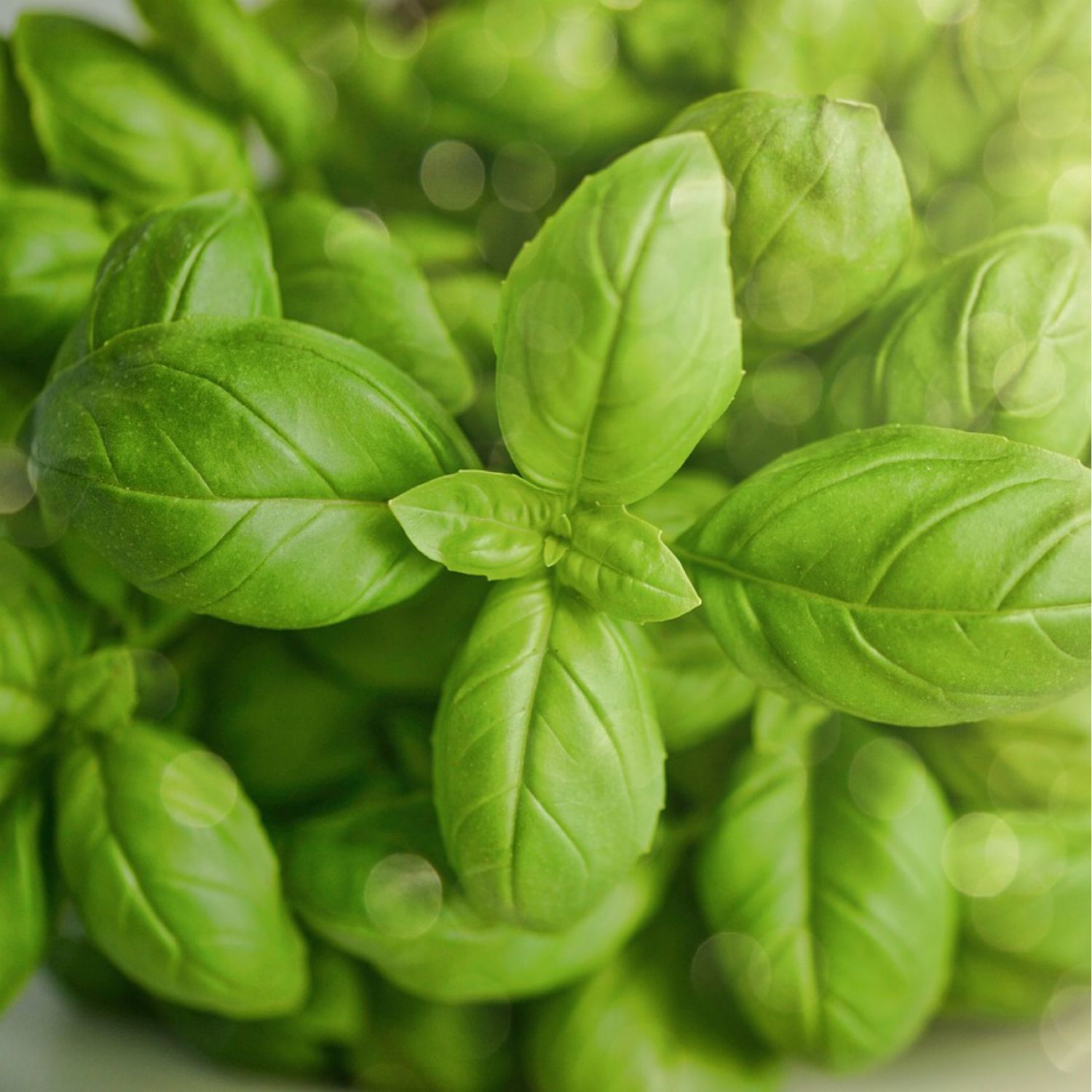 Fresh Basil