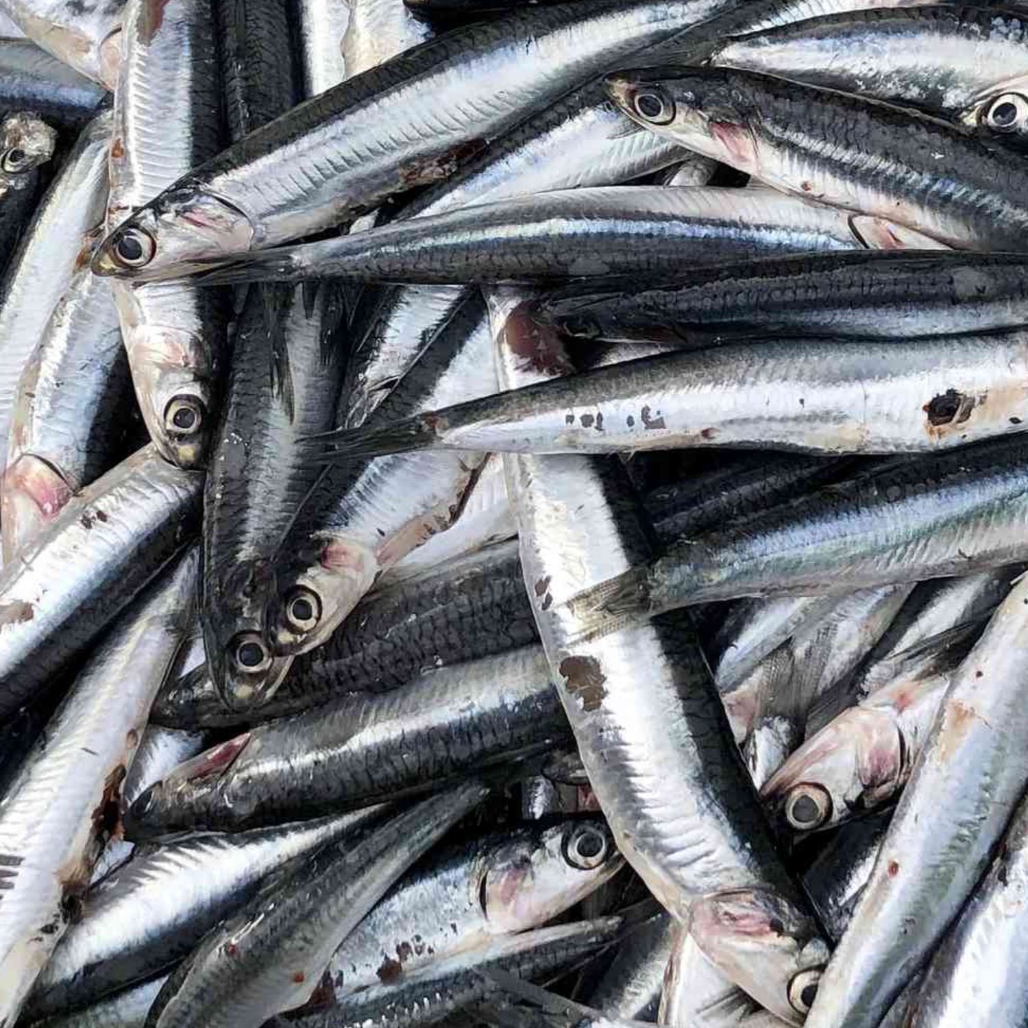 Anchovies