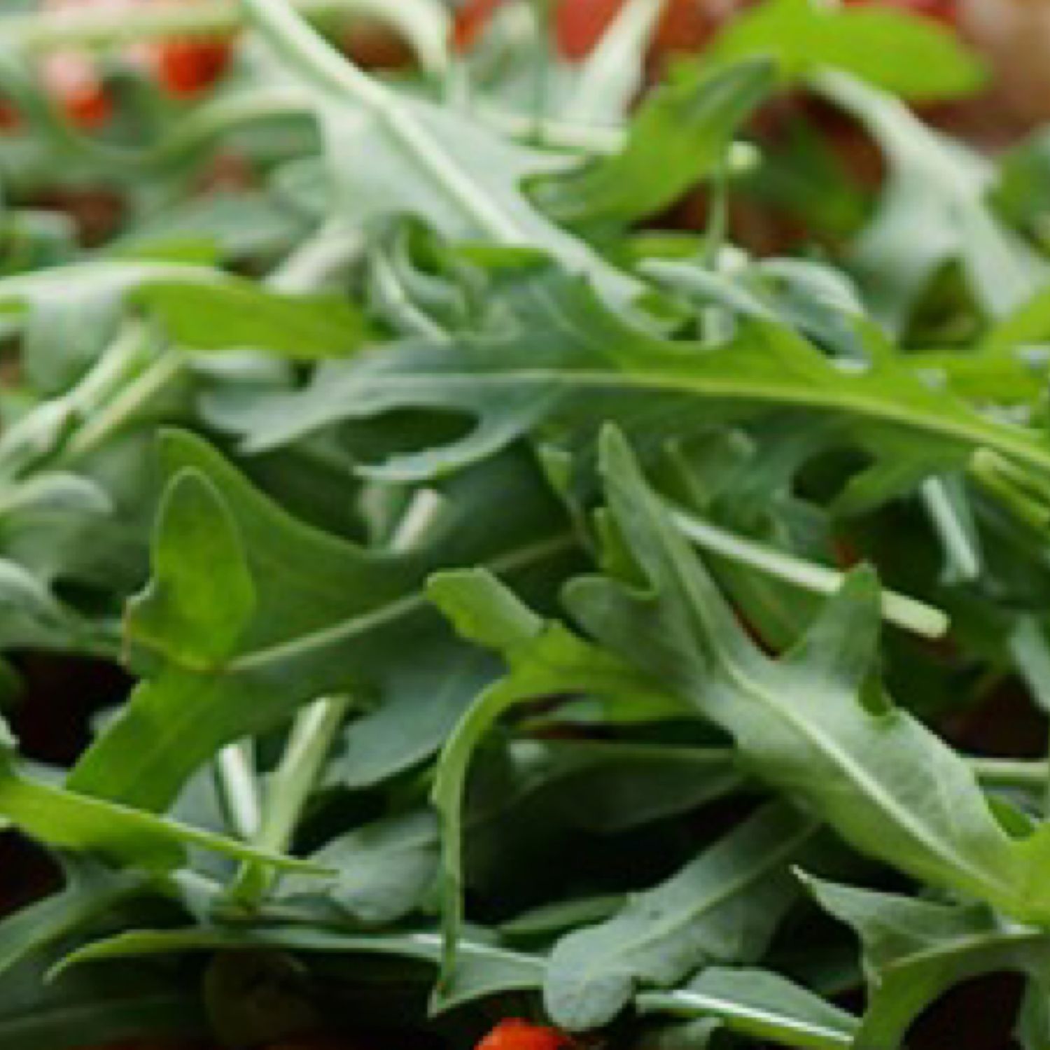 Arugula