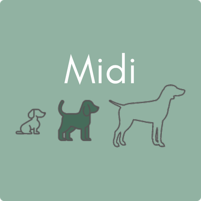 Midi
