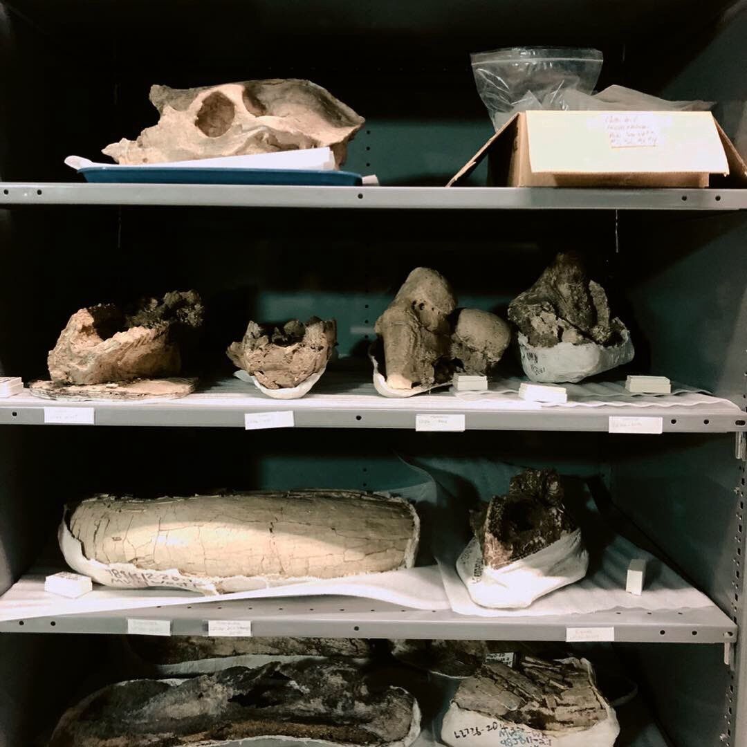 Specimen Spotlight
