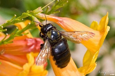 Wild Bee Wonders
