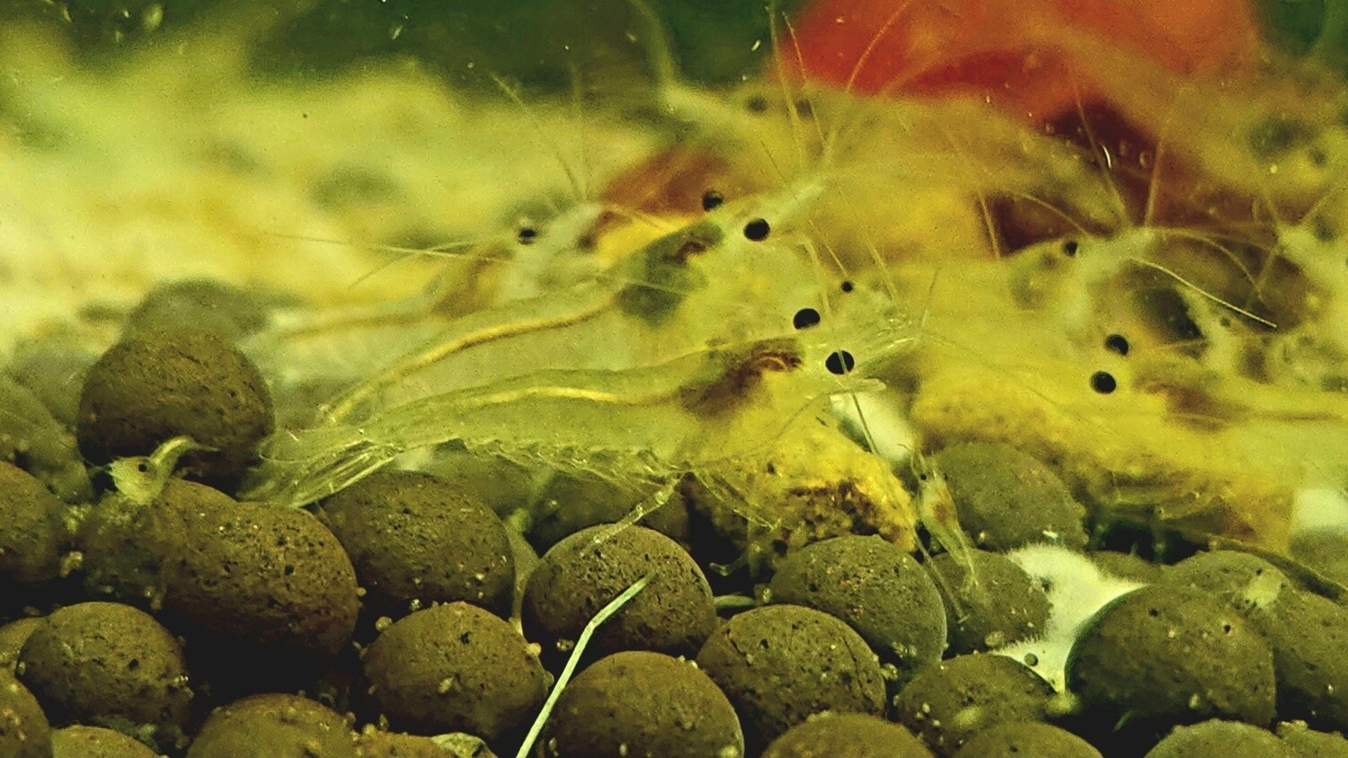 Snowball Neo Shrimp