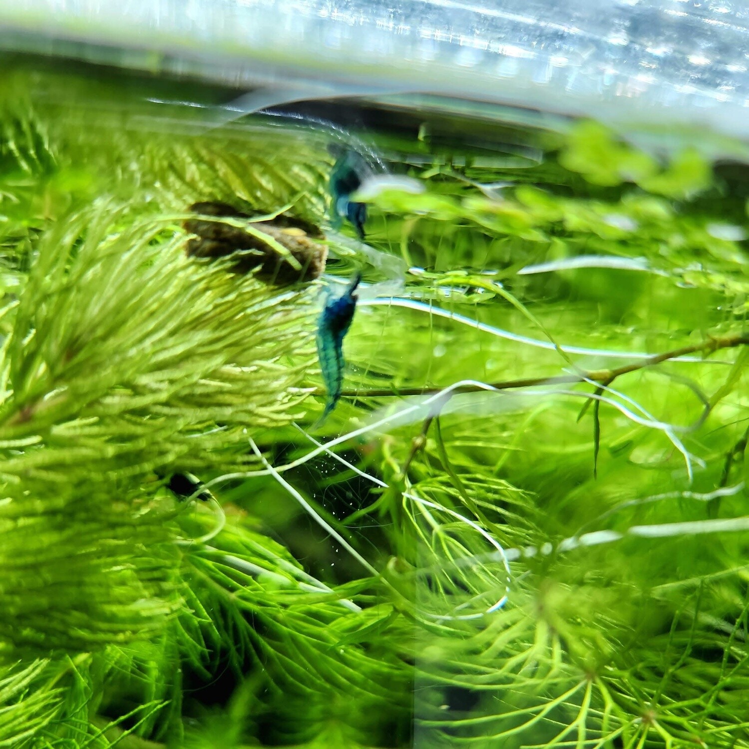 Blue Dream Neo Shrimp