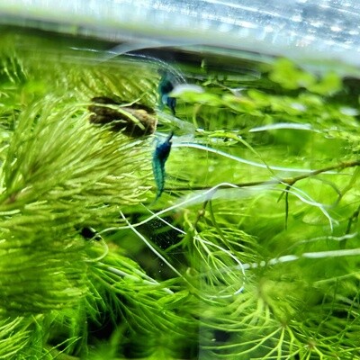 Blue Dream Neo Shrimp