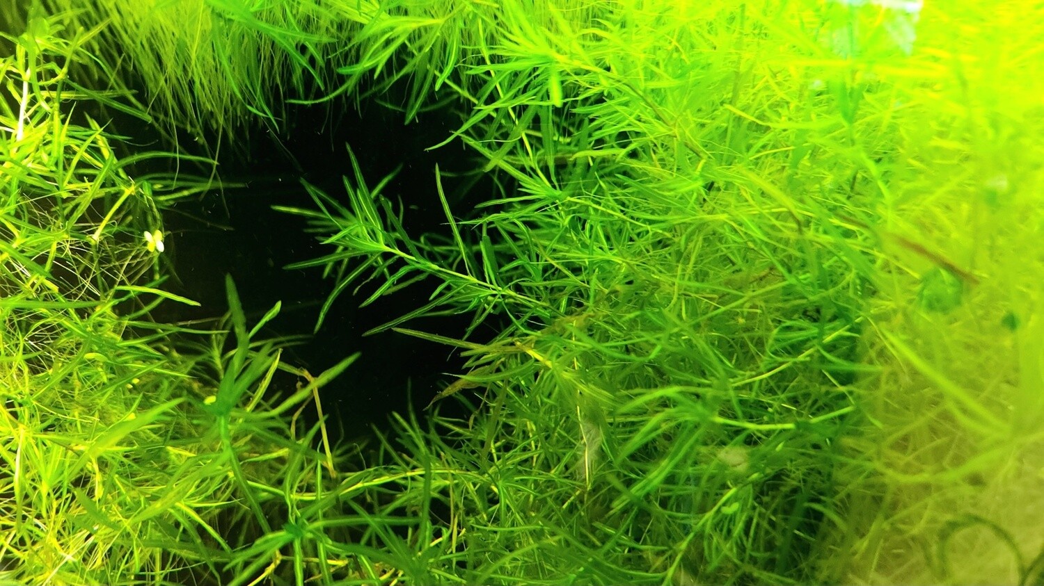 Guppy Grass (cup)