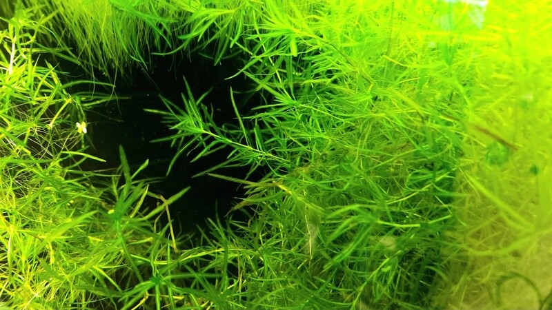 Guppy Grass (cup)