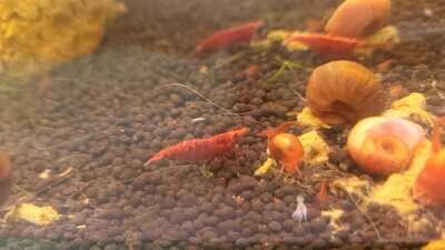 Cherry Neo Shrimp