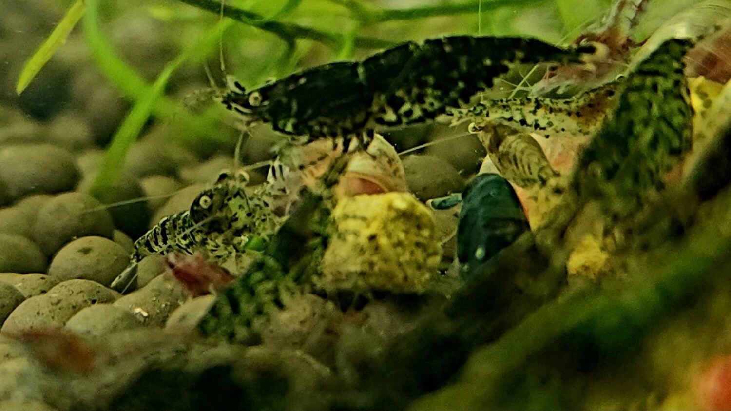 Zebra Neo Shrimp