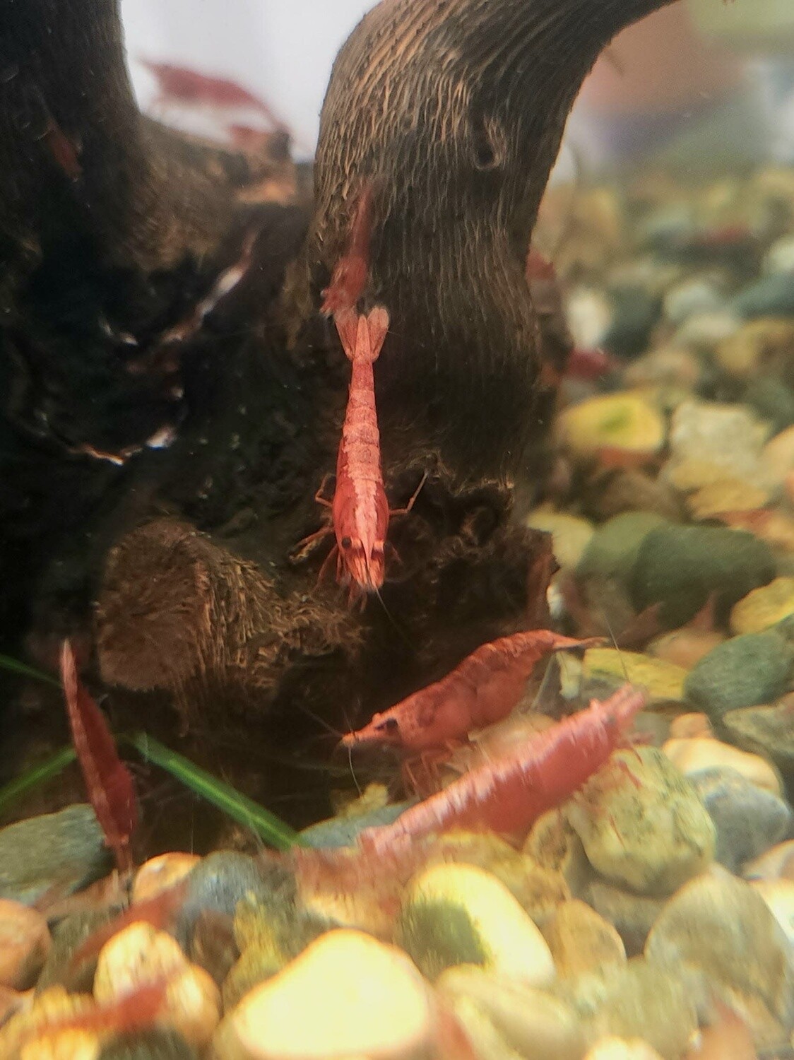Cherry Neo Shrimp