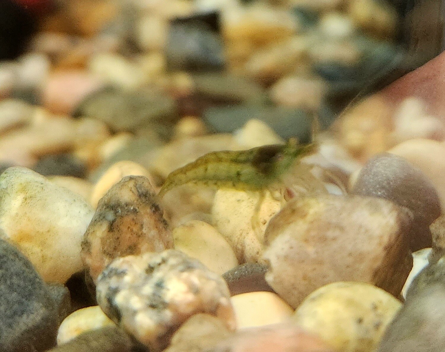 Rainbow Neo Shrimp
