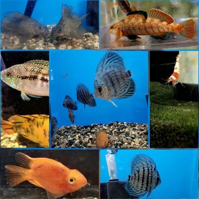 Fish