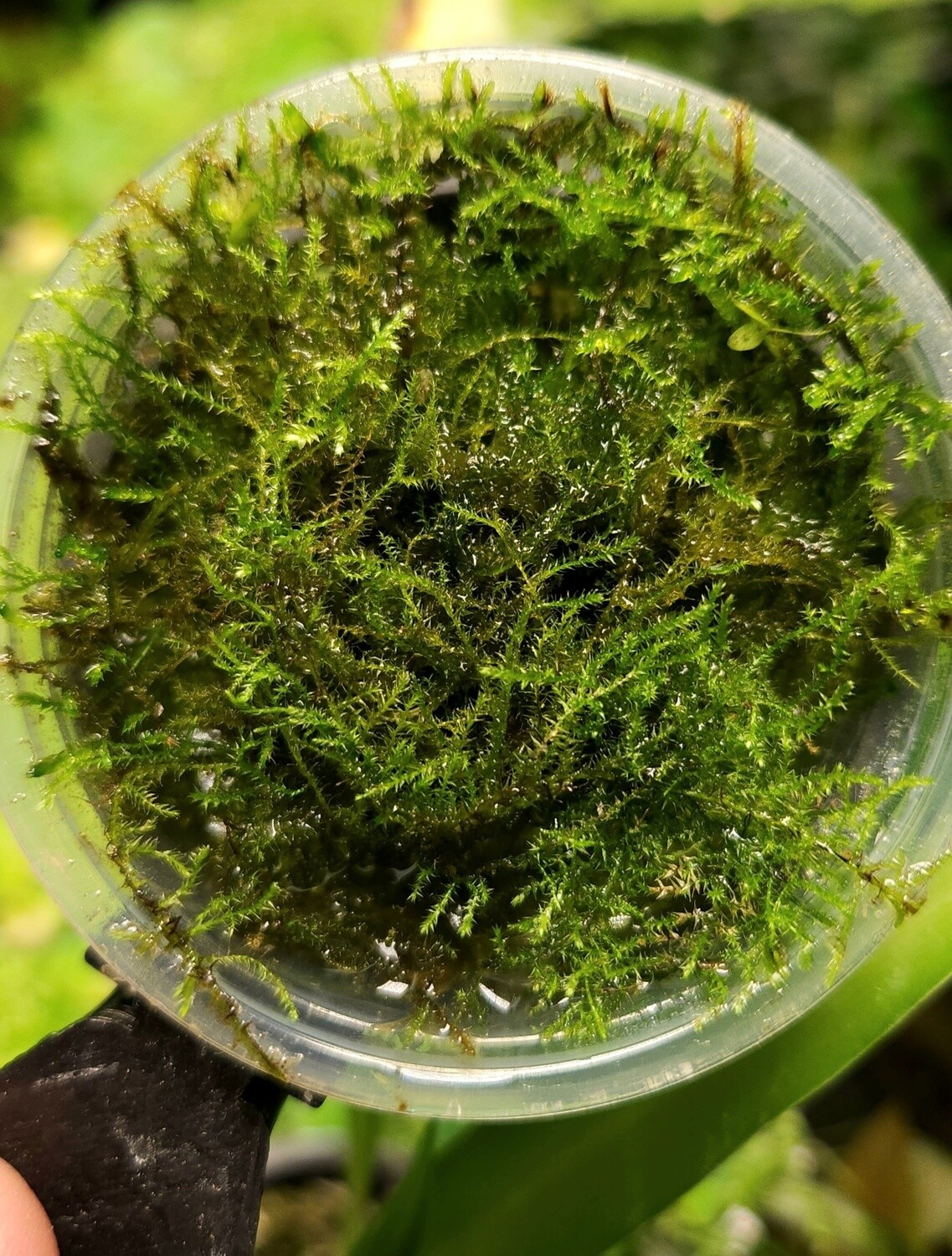 Java Moss