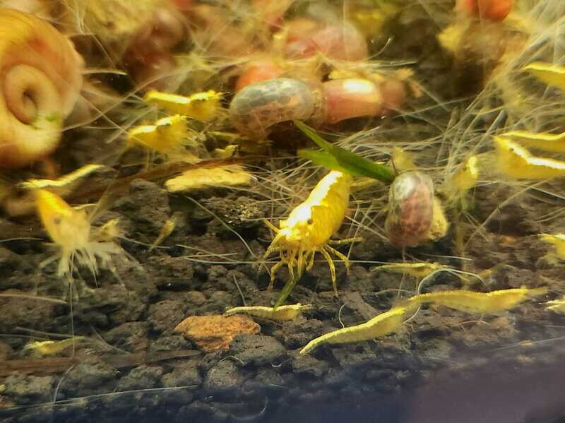 Yellow Fire Goldback Neo Shrimp