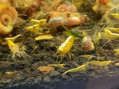 Yellow Fire Goldback Neo Shrimp