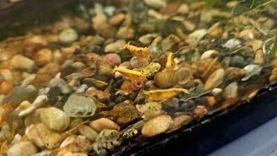Sunkist Neo Shrimp