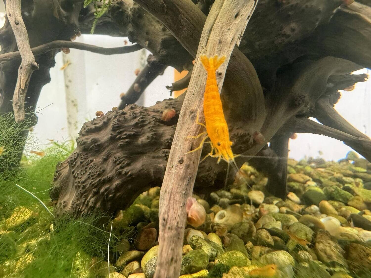 Pumpkin Neo Shrimp