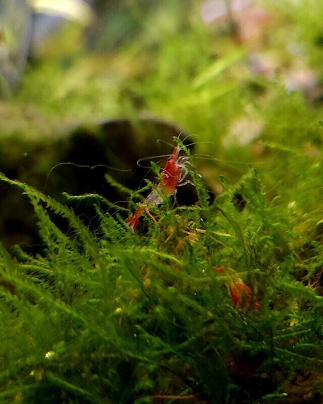 Red Rili Neo Shrimp