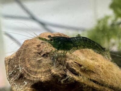 Green  Jade Neo Shrimp