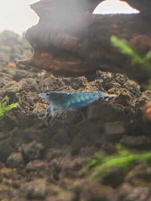 Blue Dream Neo Shrimp
