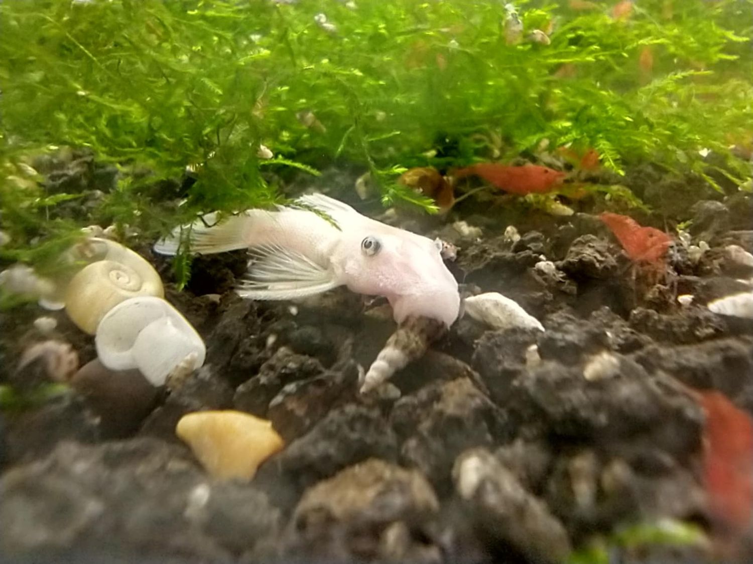 Snow White Bristle-nose Pleco