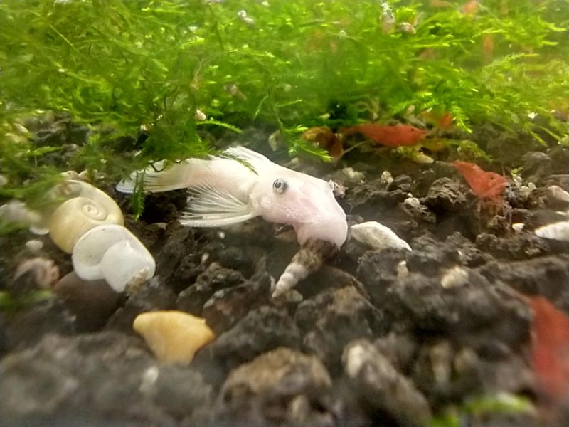 Snow White Bristle-nose Pleco