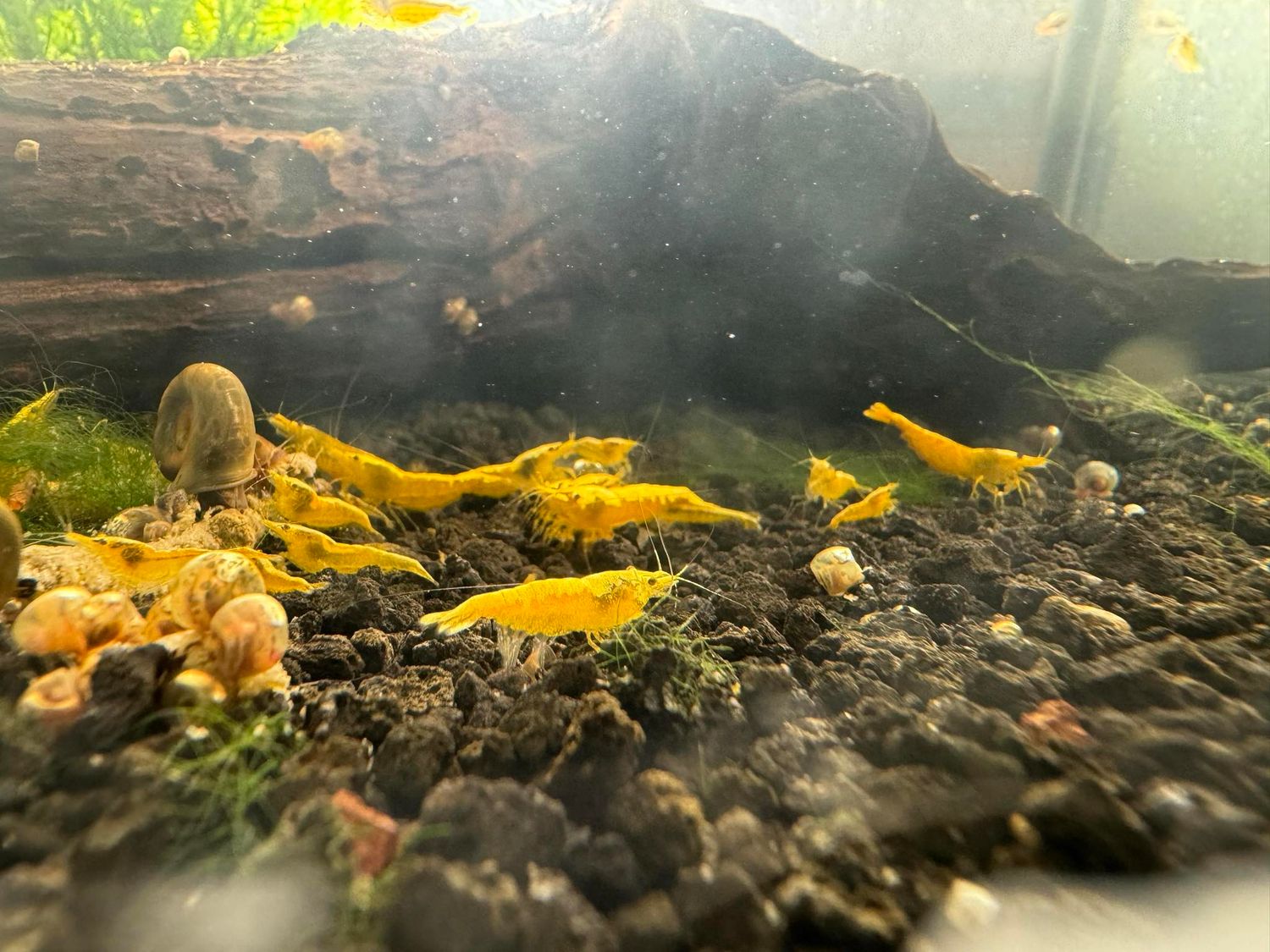 Neo Shrimp 30 pack (email us your color choice)