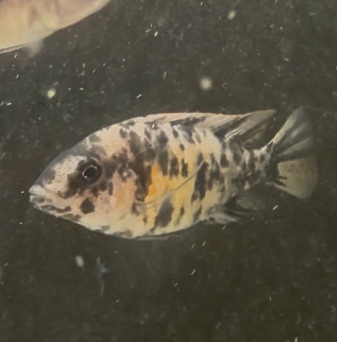 Mixed Cichlid Large (3inch &amp; up)