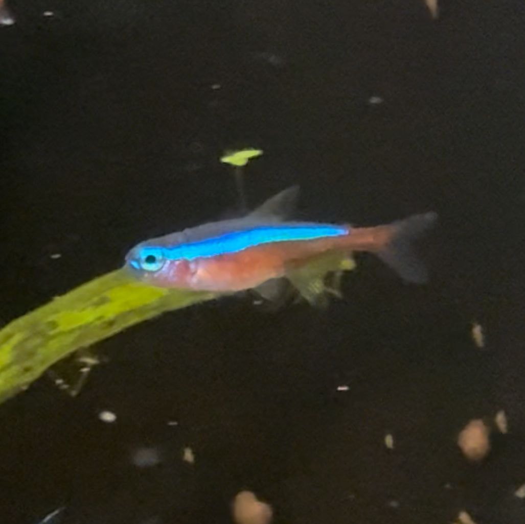 Cardinal Tetra