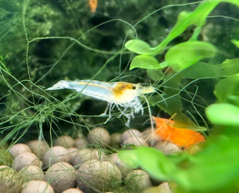Snowball Neo Shrimp