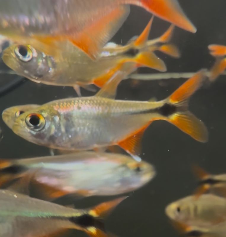 Buenos Aires Tetra