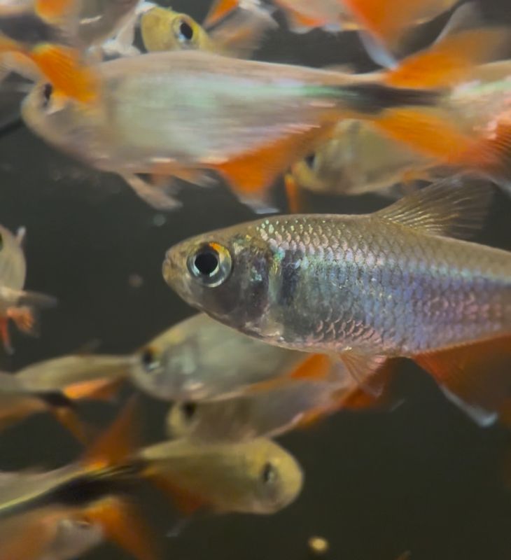 Buenos Aires Tetra