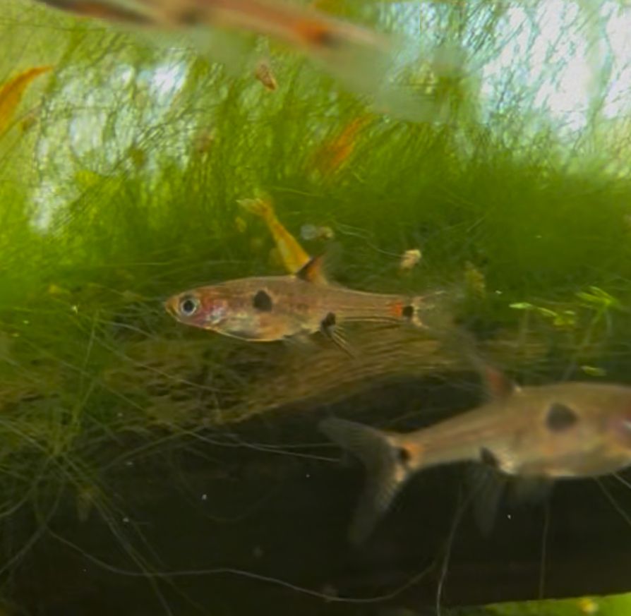 Dwarf Maculatus Rasbora