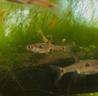 Dwarf Maculatus Rasbora