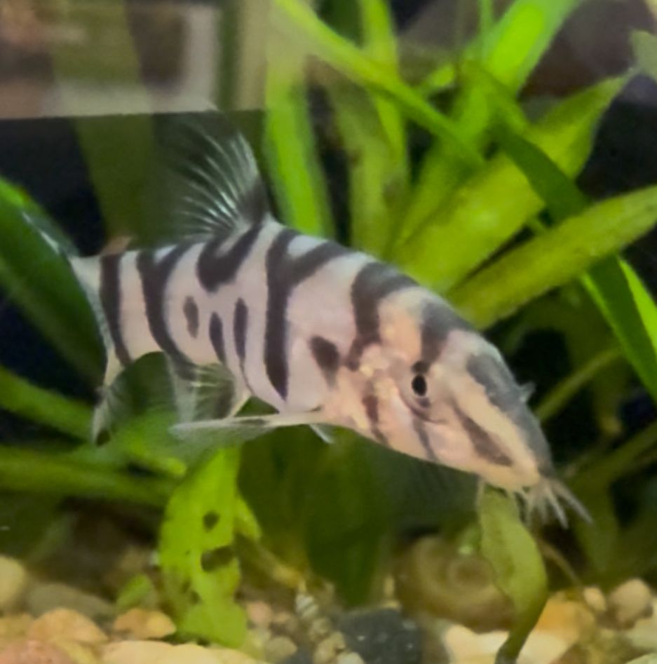 Yoyo Loach