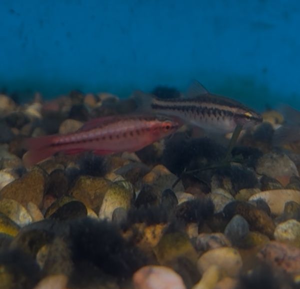 Cherry Barb
