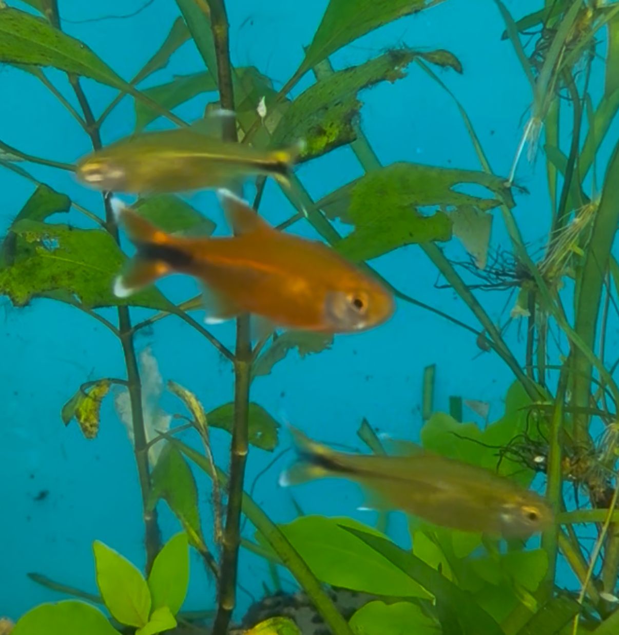 Silver Tip Tetra