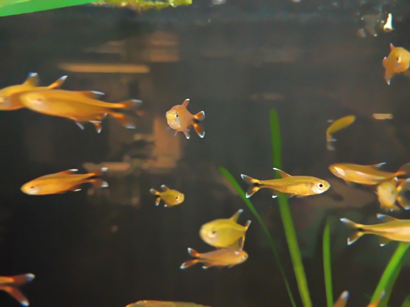 Silver Tip Tetra
