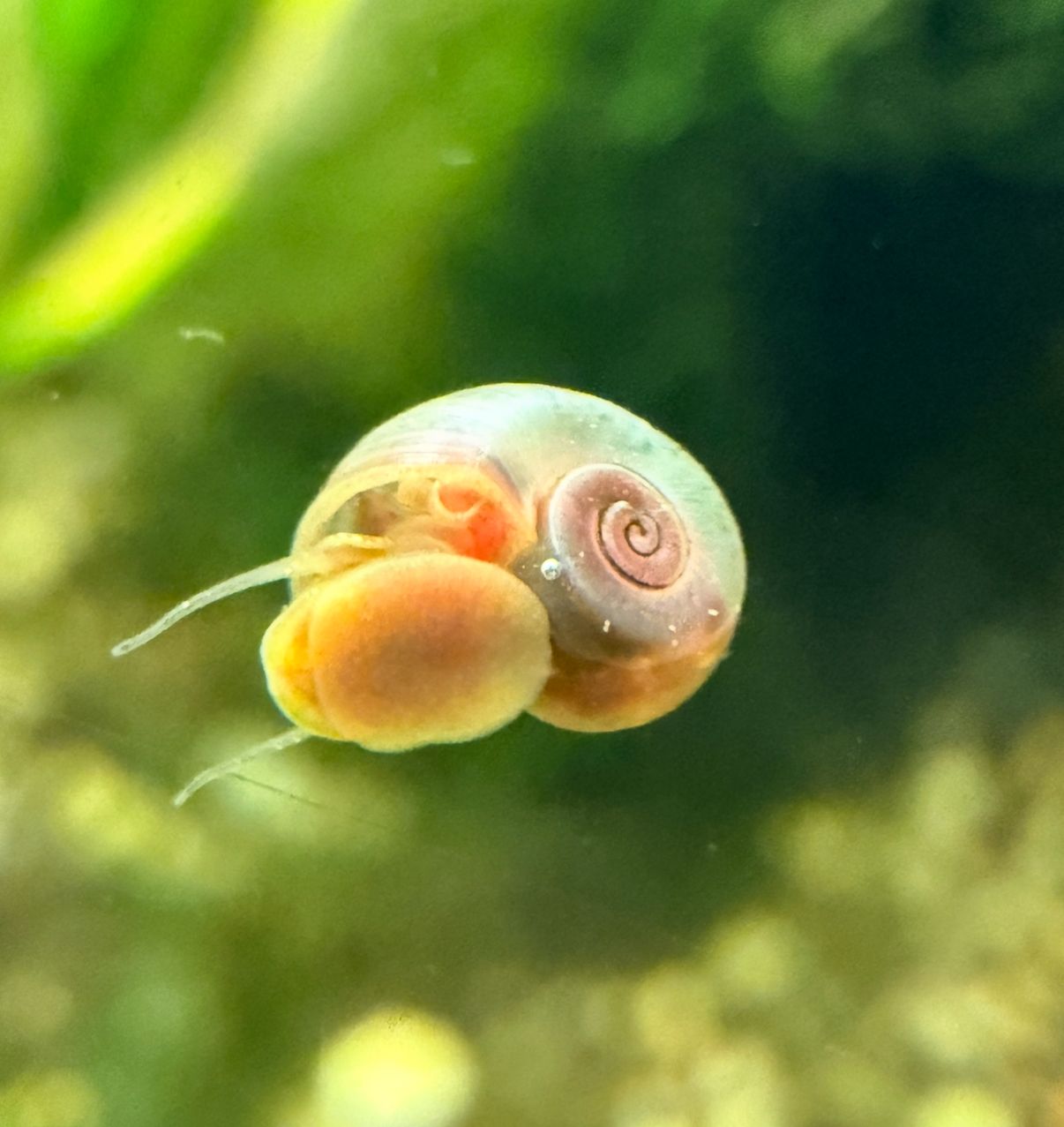 Ramshorn Snail