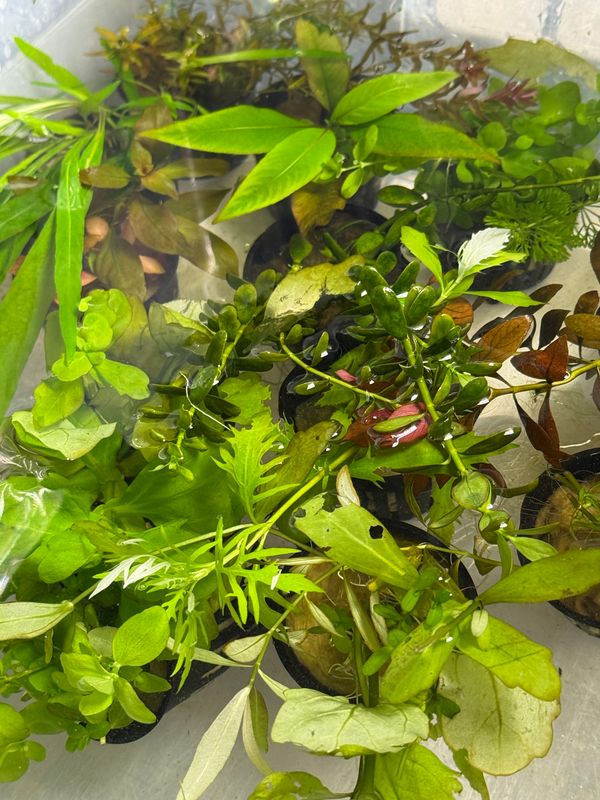 Beginner's Bundle (10 Easy Plants)
