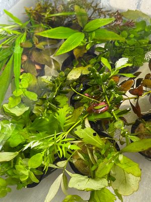 Beginner's Bundle (10 Easy Plants)